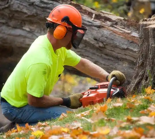 tree services Chalco